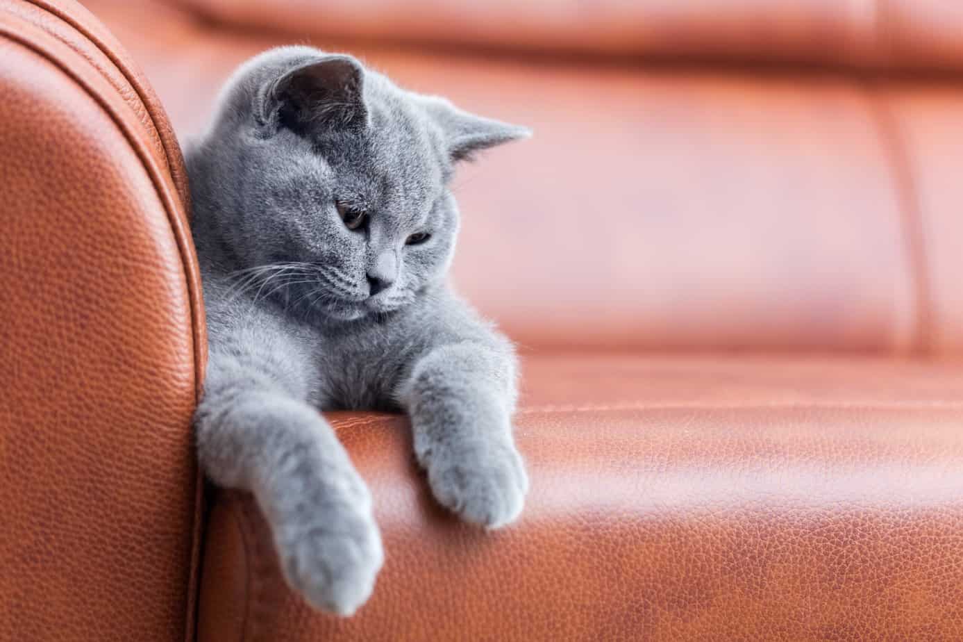 Are Leather Couches Good For Cats? (Guide With Pros And Cons)