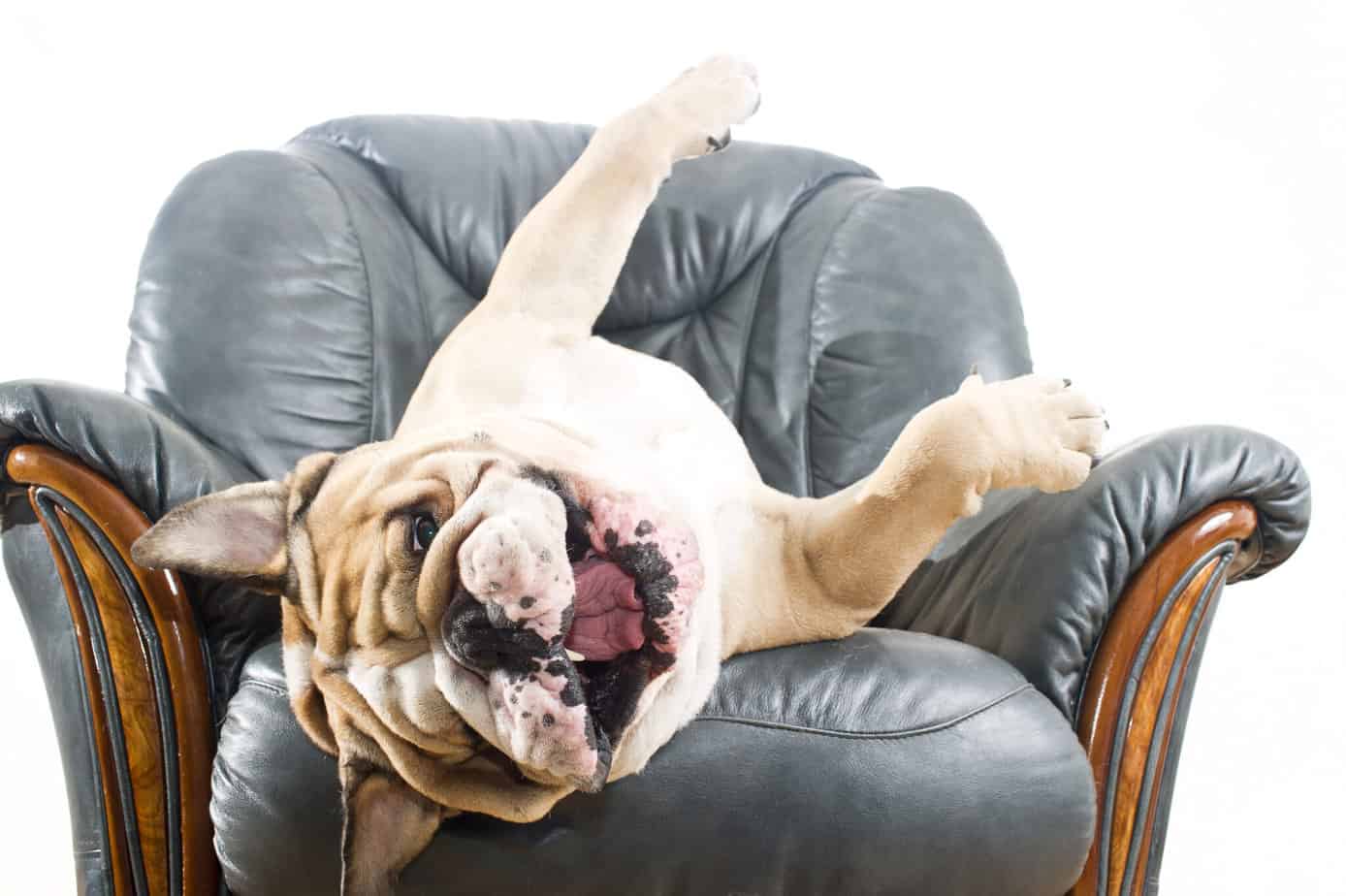 5 Reasons Why Dogs Lick Leather